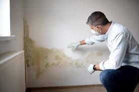 Best Environmental Consulting for Mold Prevention in Altoona, IA